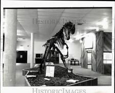 1976 Press Photo Dinosaur skeleton at Brazosport Museum of Natural Science picture