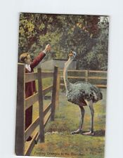 Postcard Feeding Oranges to the Ostriches picture