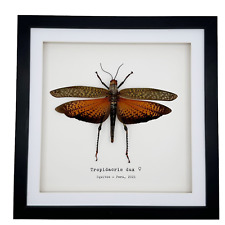 Giant Grasshopper Frame (Tropidacris dux) Shadow Box Entomology Wall Art picture