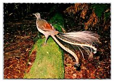 Vintage 1970s - The Lyre Bird - Australia Postcard (UnPosted) picture