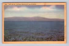 The Royal Lupine Fields Of California, Antique, Vintage Souvenir Postcard picture