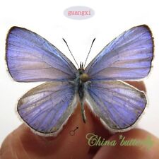 WHOLESALE blue 50 pcs unmounted real folded butterfly lycaenidae Udara dilecta picture