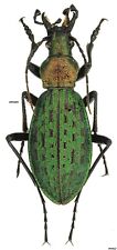 Coleoptera Carabidae Carabus (Acoptolabrus) sp. Far East of Russia 25mm picture