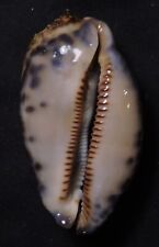 edspal shells -  Cypraea eglantina 58.4mm F++/F+++, freak form shell Philippines picture