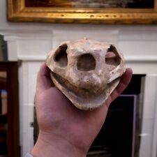  Great QUALITÉ  TURTLE Skull  jurassic Ancient specimen From Morocco FOSSil  picture
