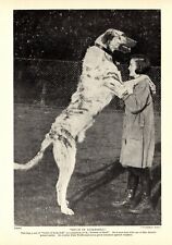 1930s Antique Irish Wolfhound Dog Print Bruce of Raikeshill Wolfhound 4403h picture