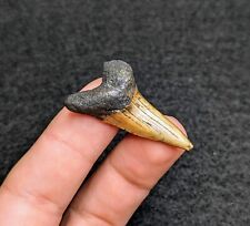 Gorgeous Large Suwannee River Stained Mako Shark Tooth Florida Eocene Gem picture