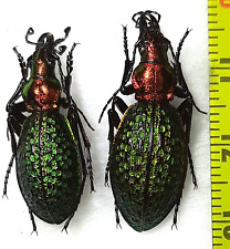 Carabidae, Carabus (Acoptolabrus) schrenckii schrenckii pair A1, E. Siberia picture