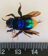 HYMENOPTERA EUFRIESEA BARE BEES RARE PURPLE & BLUE 17-19MM FROM ATALAYA-PERU  picture