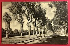 Postcard Riverside California Magnolia Avenue Trees c1910 Made in Germany picture