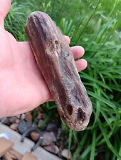 1.3 Lbs Wisconsin Petrified Wood picture