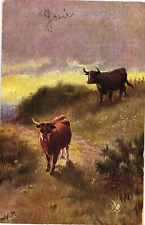 1907 Tuck's CATTLE IN THE HIGHLANDS Painting by Harry Payne Oilette Postcard picture