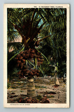 FL-Florida, A Coconut Tree, Scenic Outside Nature View, Vintage Postcard picture