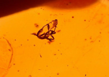 Fulgoroid Insect Trapped in Spider Webbing in Dominican Amber Fossil Gem picture