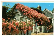 Nantucket Cottage with Roses in full Bloom    PC   C. early 1900's  Unposted picture