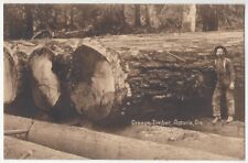 1910 Astoria, Oregon Logging Scene - Huge Trunks - Vintage Postcard picture