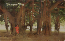 Lahaina Maui HI Hawaii Banyan Tree Before Fire 1873 .75 Acres Vtg Postcard CP332 picture
