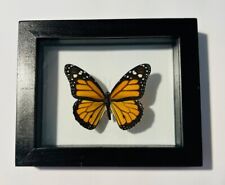 Real Butterfly Monarch in black frame double glass A+ grade specimen.. picture