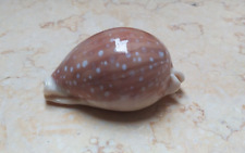 Cypraea camelopardalis 73.6 F++++ red sea shell Sharmiensis super naural glossy picture