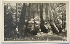 George Washington. Sequoia National Park. California. Real Photo Postcard. RPPC picture