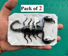 2 Real Scorpion Insect Taxidermy Dead Oddities Wholesale Insects Art Decor picture
