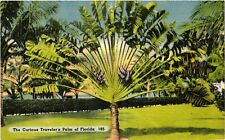 Vintage Postcard- The Curious Traveler's Palm, FL Early 1900s picture